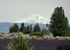Mt Shasta's snow covered peak