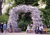 Jackson's antler arch