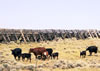 Cattle roaming on the Wyoming range