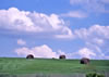 Bales of hay form a natural road side gallery