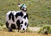 A funky looking cow